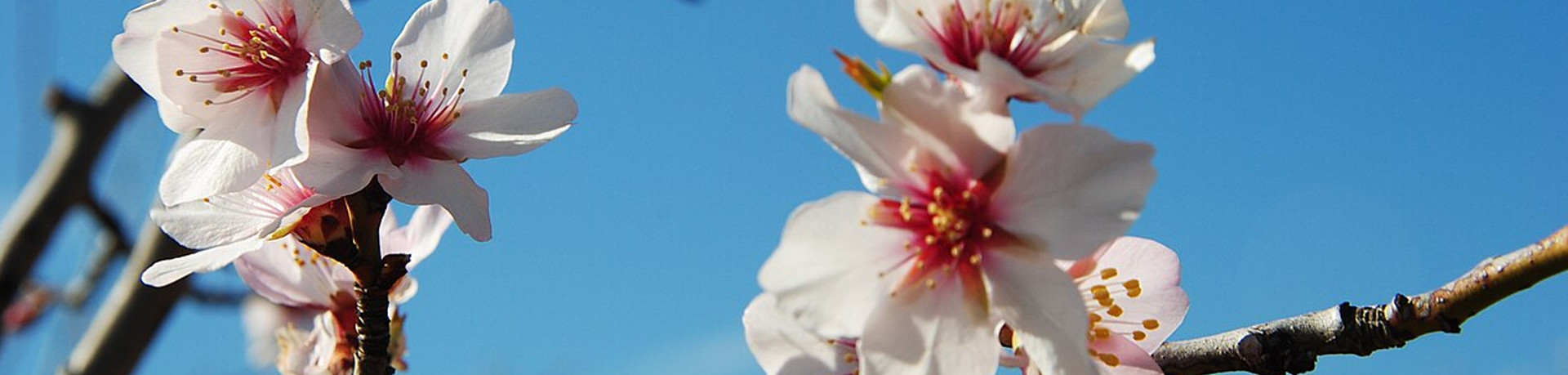 Perfumes Perfumes Mujer Flor d'Ametller